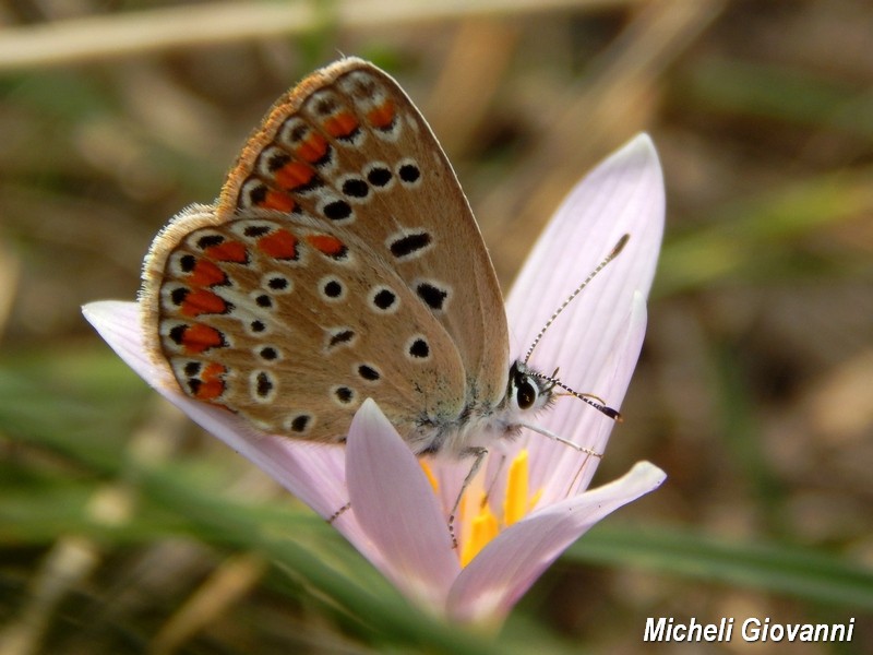 Parco del Ticino : incontri del 12/9/15